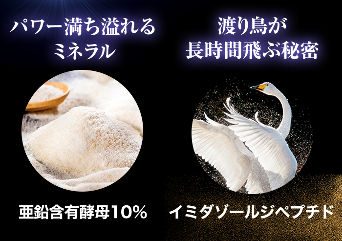 亜鉛含有酵母10％、イミダゾールペプチド